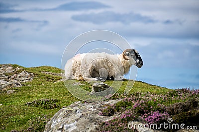 Sheep resting Stock Photo