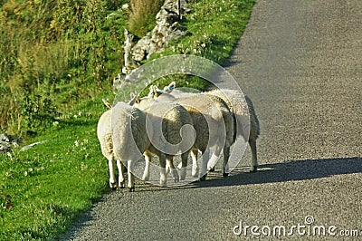 Sheep by the roadside Stock Photo