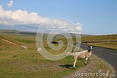 Sheep at roadside, Ribblehead, North Yorkshire Stock Photo