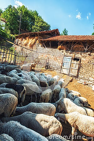 Sheep at run down farm Stock Photo