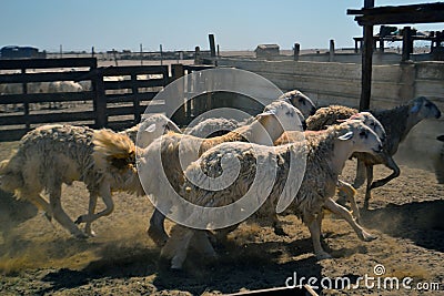 Sheep running Stock Photo