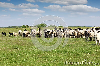 Sheep running on field Stock Photo