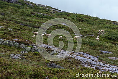 Sheep running freely in the mountains of Norway,selective focus Stock Photo