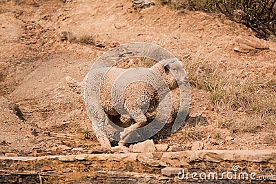 Sheep running over rocky area Stock Photo