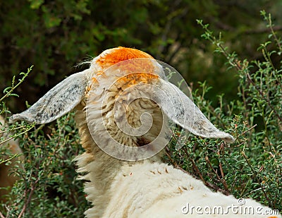 A sheep`s head from behind with pale yellow color on top Stock Photo