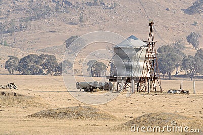 Sheep in shade of water tank Stock Photo