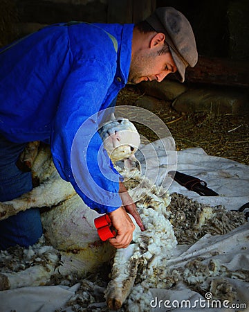 Sheep Shearing Editorial Stock Photo