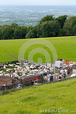 Sheep Shearing Broadway Cotswolds Countryside Editorial Stock Photo