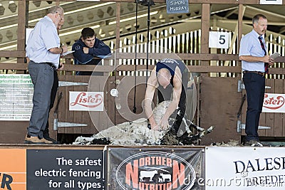 Sheep shearing competition Editorial Stock Photo