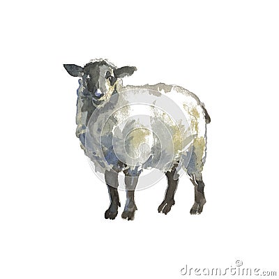 The sheep Stock Photo