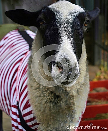 sheep sheep& x27;s animal animals portrait Stock Photo