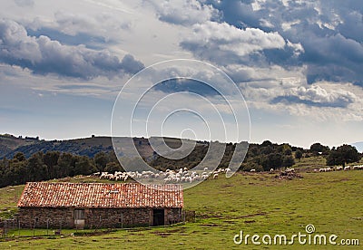 Sheep shelter and herd at Catalan highlands Stock Photo