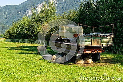 Sheep shelter from the sun and hide under a trailer in the shade Stock Photo