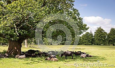 Sheep sheltering in the shade Stock Photo