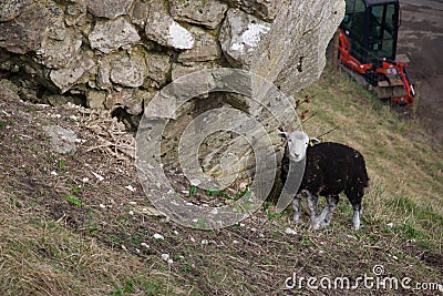 Sheep sheltering on side of hill under stone wall; digger in background Stock Photo