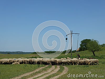 Sheep and shepherd at the old sweep well Editorial Stock Photo