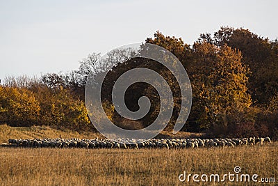 Sheep with shepperd at the outskirt of town Stock Photo