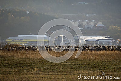 Sheep with shepperd at the outskirt of town Editorial Stock Photo