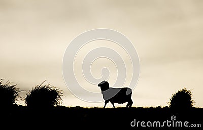 Sheep Silhouette Stock Photo