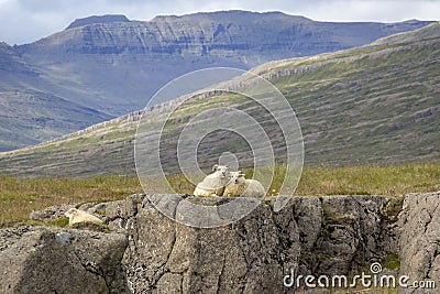 Sheep sitting on stones in the middle of wild nature, Iceland Stock Photo