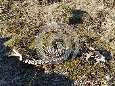 Sheep skeleton on dried winter grass Stock Photo