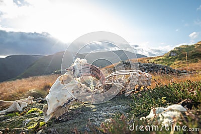 Sheep Skeleton on Mountain Top Rocks in Lake District Stock Photo