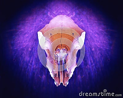 A sheep skull edited with a neon glow on a black background Stock Photo