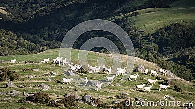 Sheep on slopes at Akaroa, New Zealand Stock Photo