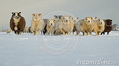 Sheep in Snow Stock Photo