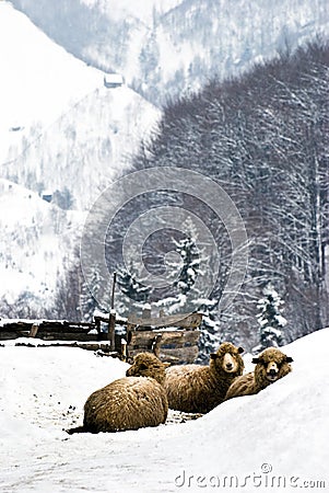 Sheep in the snow Stock Photo