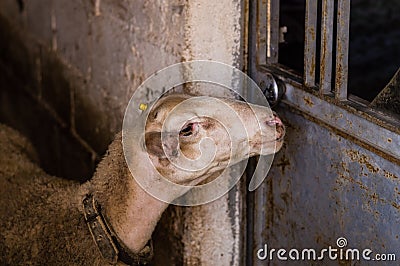 Sheep sold in the animal market for the sacrifice feast in Turkey. Stock Photo