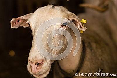 Sheep sold in the animal market for the sacrifice feast in Turkey. Stock Photo