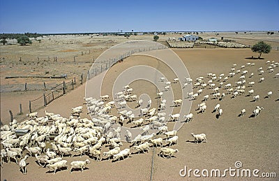 Sheep station in drought conditions. Stock Photo