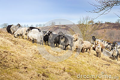 Sheep on a steep hill Stock Photo