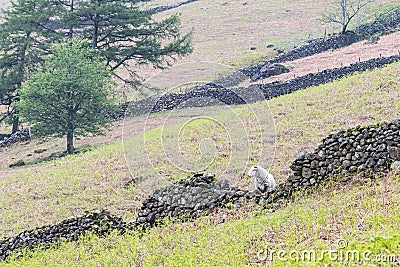 A sheep and stone walls in Lake District National Park Stock Photo