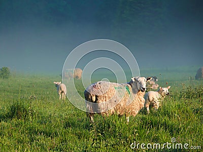 Sheep on a sunny misty morning. Stock Photo