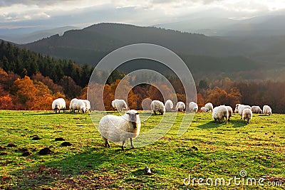 Sheep at sunset Stock Photo