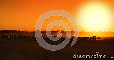 Sheep sunset Stock Photo