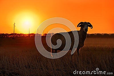 Sheep sunset Stock Photo