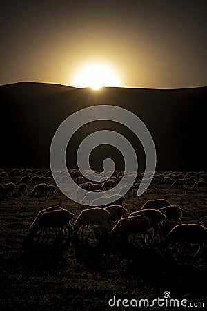 Sheep at sunset Stock Photo