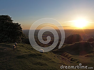 Sheep & sunset Stock Photo