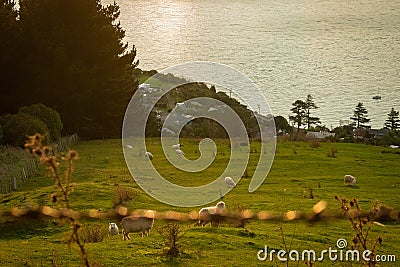 Sheep sunset Stock Photo