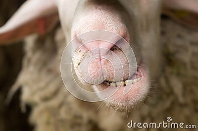 Sheep teeth Stock Photo