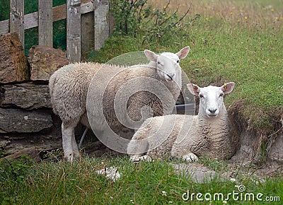 Sheep on Tiree Sheltering in the Machair Stock Photo