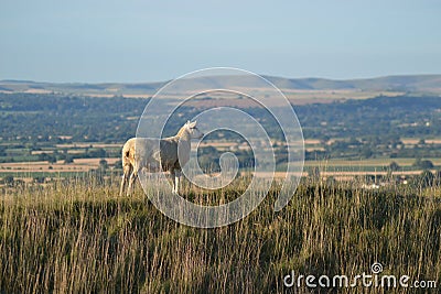Sheep on top of a hill overlooking Wiltshire Stock Photo