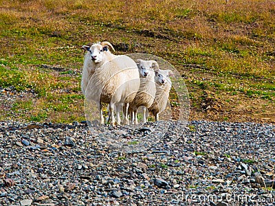 Sheep triple Stock Photo