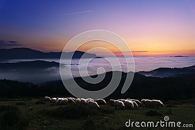 Sheep at twilight in Saibi mountain Stock Photo