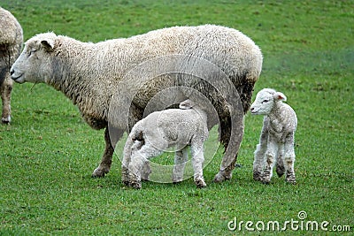 Sheep with twin lamb on the forgotten world highway, New Zealand Stock Photo