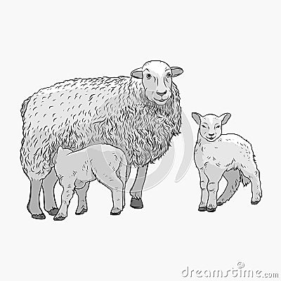 Sheep with two lambs. The sheep feeds the lamb. Vector illustration Vector Illustration