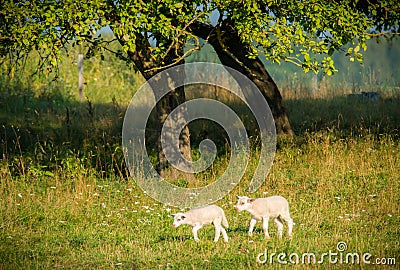 Sheep Stock Photo